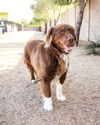 adoptable Dog in Phoenix, AZ named JACK