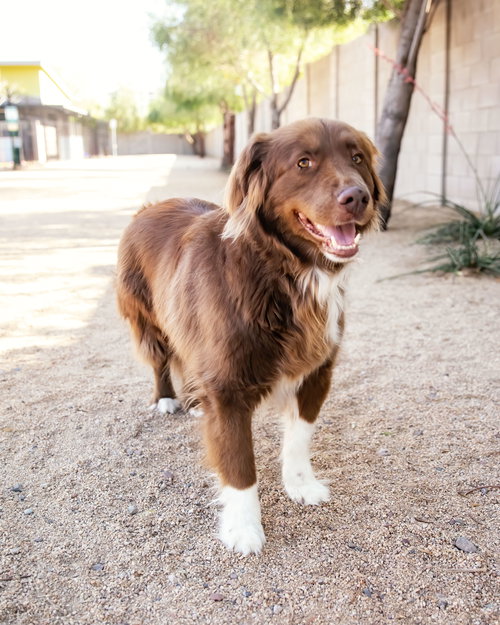 JACK - Australian Shepherd available for adoption