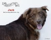 JACK - Photo 1