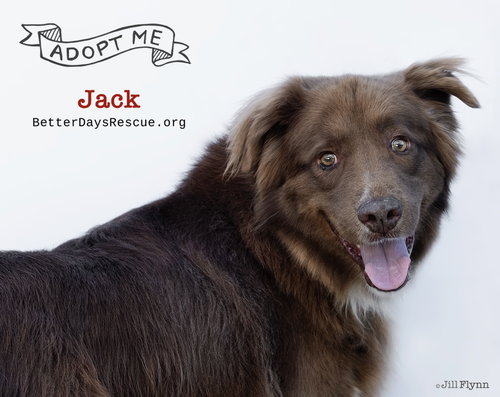 JACK - Australian Shepherd available for adoption