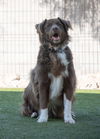 adoptable Dog in , AZ named JACK