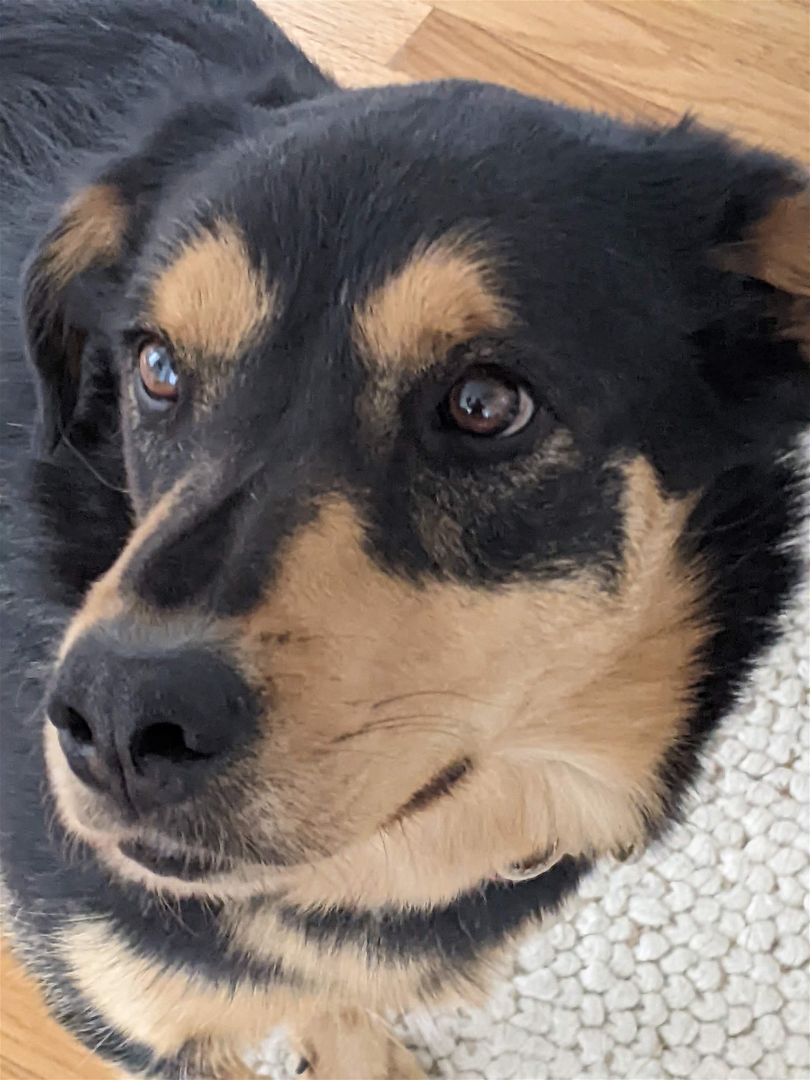 adoptable Dog in Scottsdale, AZ named PRETTY GIRL