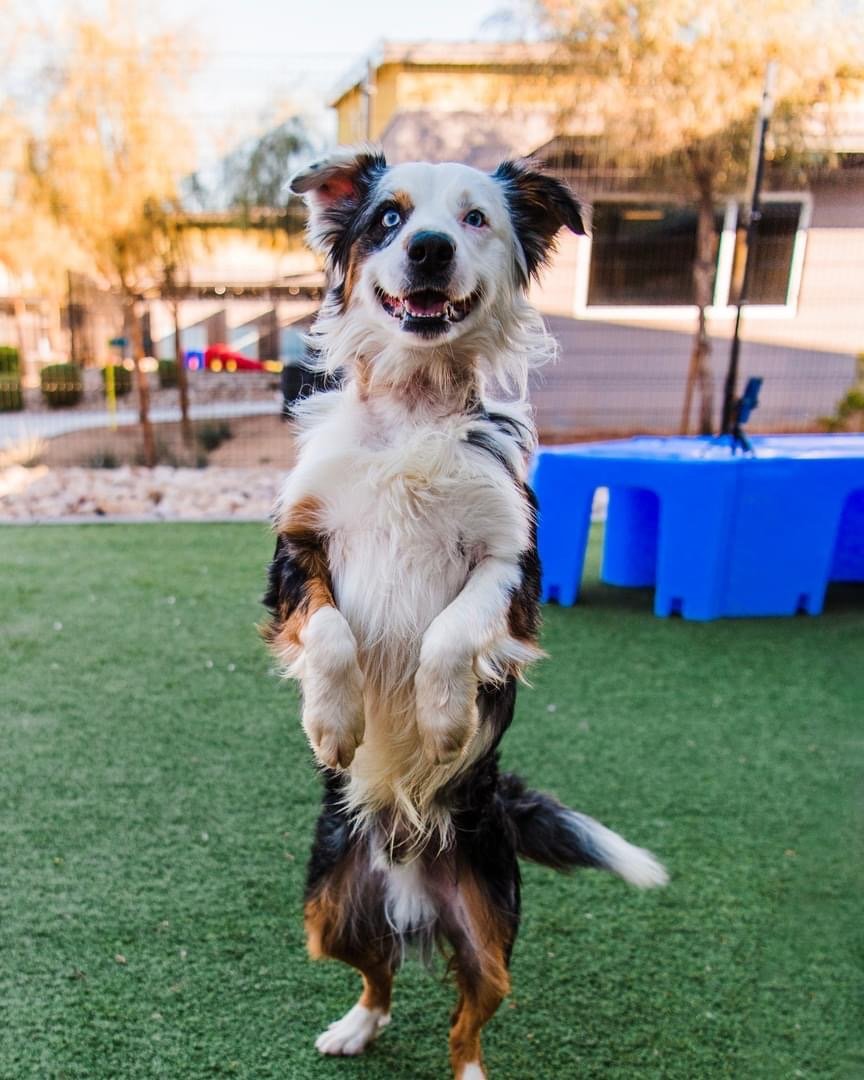adoptable Dog in Scottsdale, AZ named LENNY
