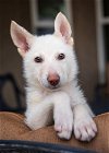 DUKE (German Shepherd Puppy) **Adoption Pending**