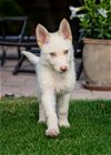 DAISY (White German Shepherd Puppy)