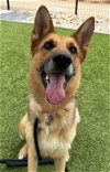 adoptable Dog in scottsdale, AZ named CELIA