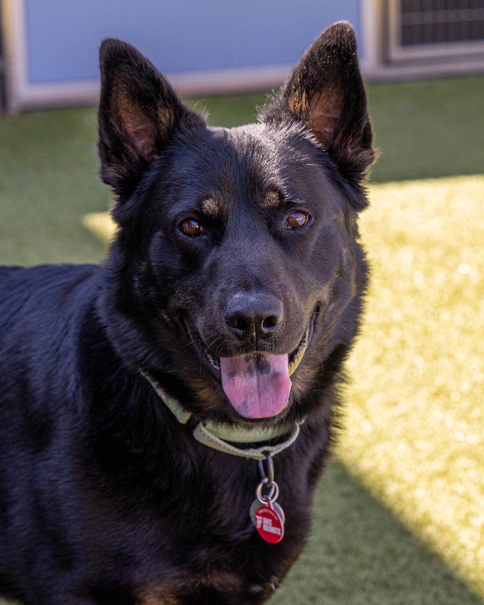 adoptable Dog in Scottsdale, AZ named ROCKET