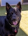 adoptable Dog in scottsdale, AZ named ROCKET