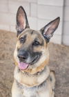 adoptable Dog in Phoenix, AZ named MAX *Mr. Congeniality*