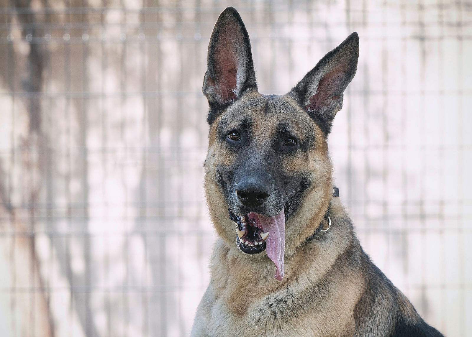 adoptable Dog in Phoenix, AZ named MAX