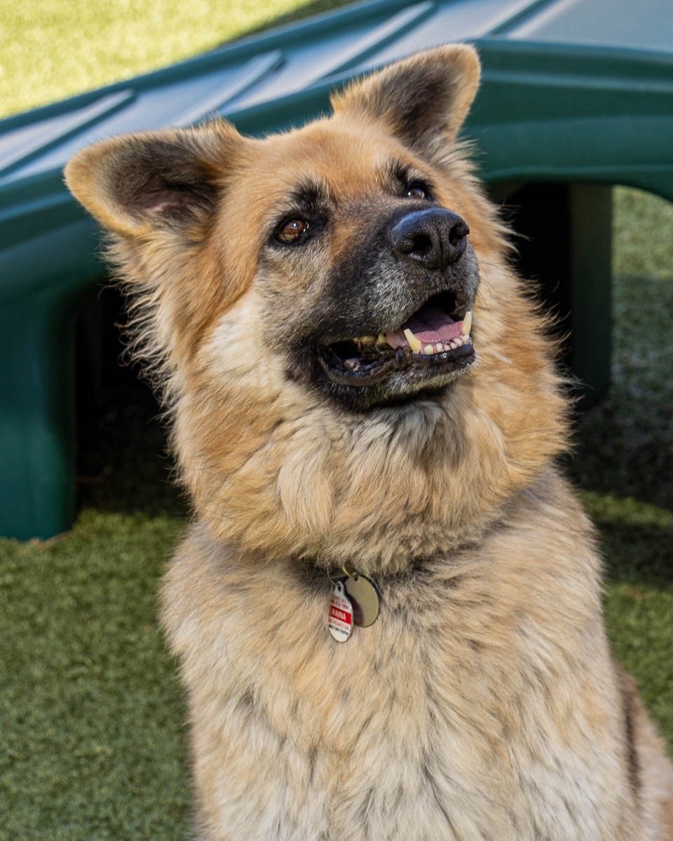 adoptable Dog in Scottsdale, AZ named RAINA