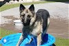 adoptable Dog in scottsdale, AZ named JENNA