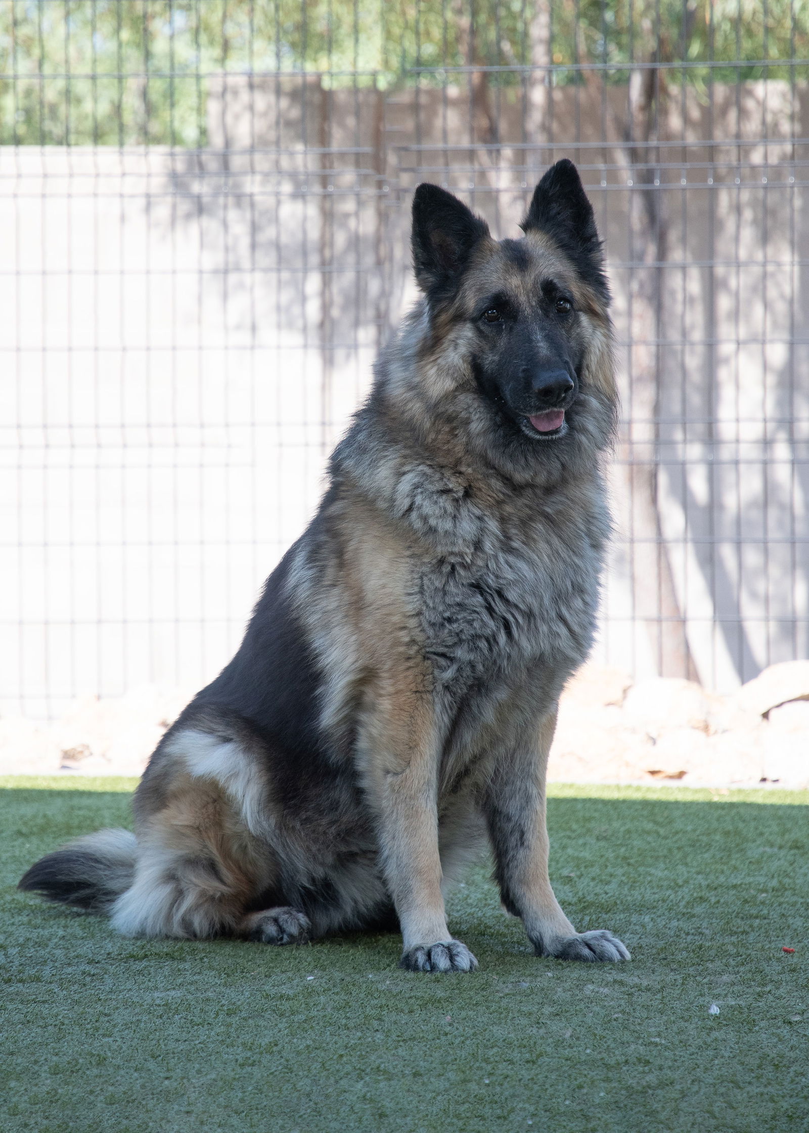 adoptable Dog in Phoenix, AZ named JENNA