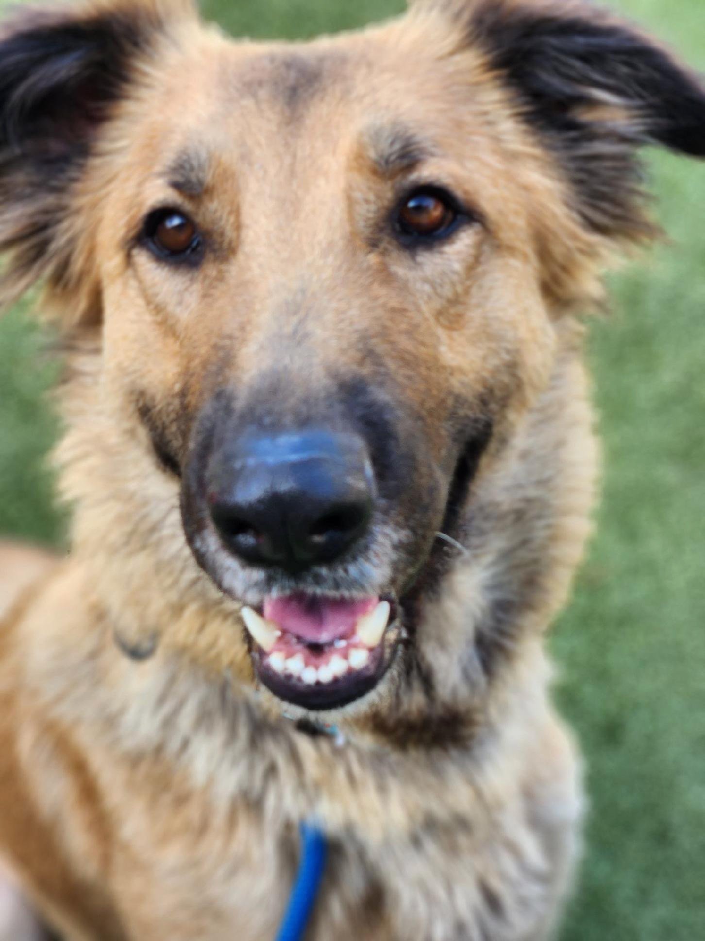 adoptable Dog in Scottsdale, AZ named EVA