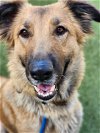 adoptable Dog in scottsdale, AZ named EVA