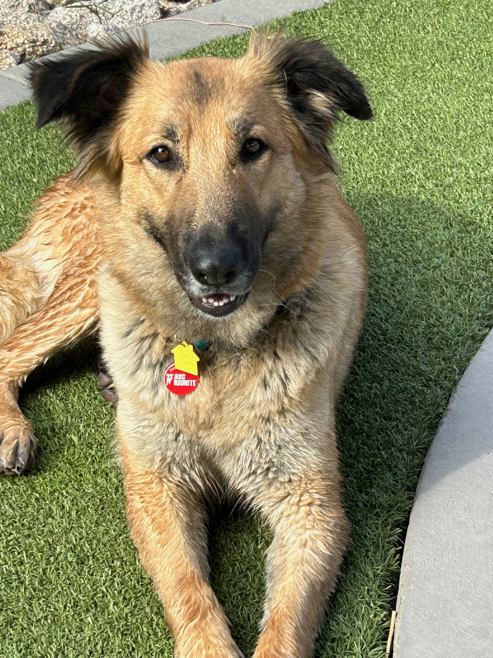 dog-for-adoption-eva-a-german-shepherd-dog-in-central-city-az