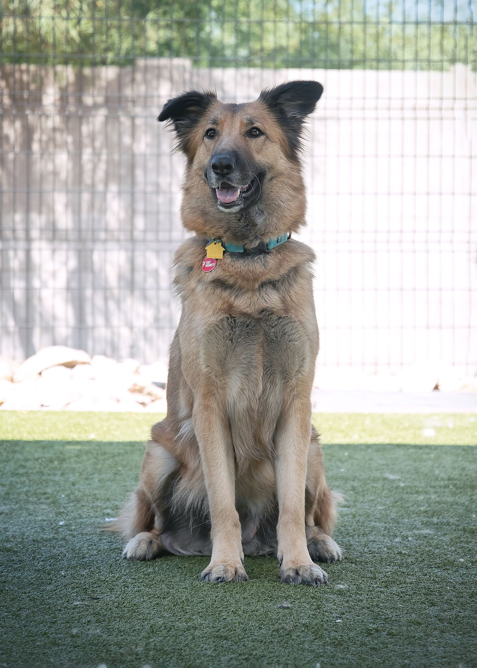 adoptable Dog in Phoenix, AZ named EVA