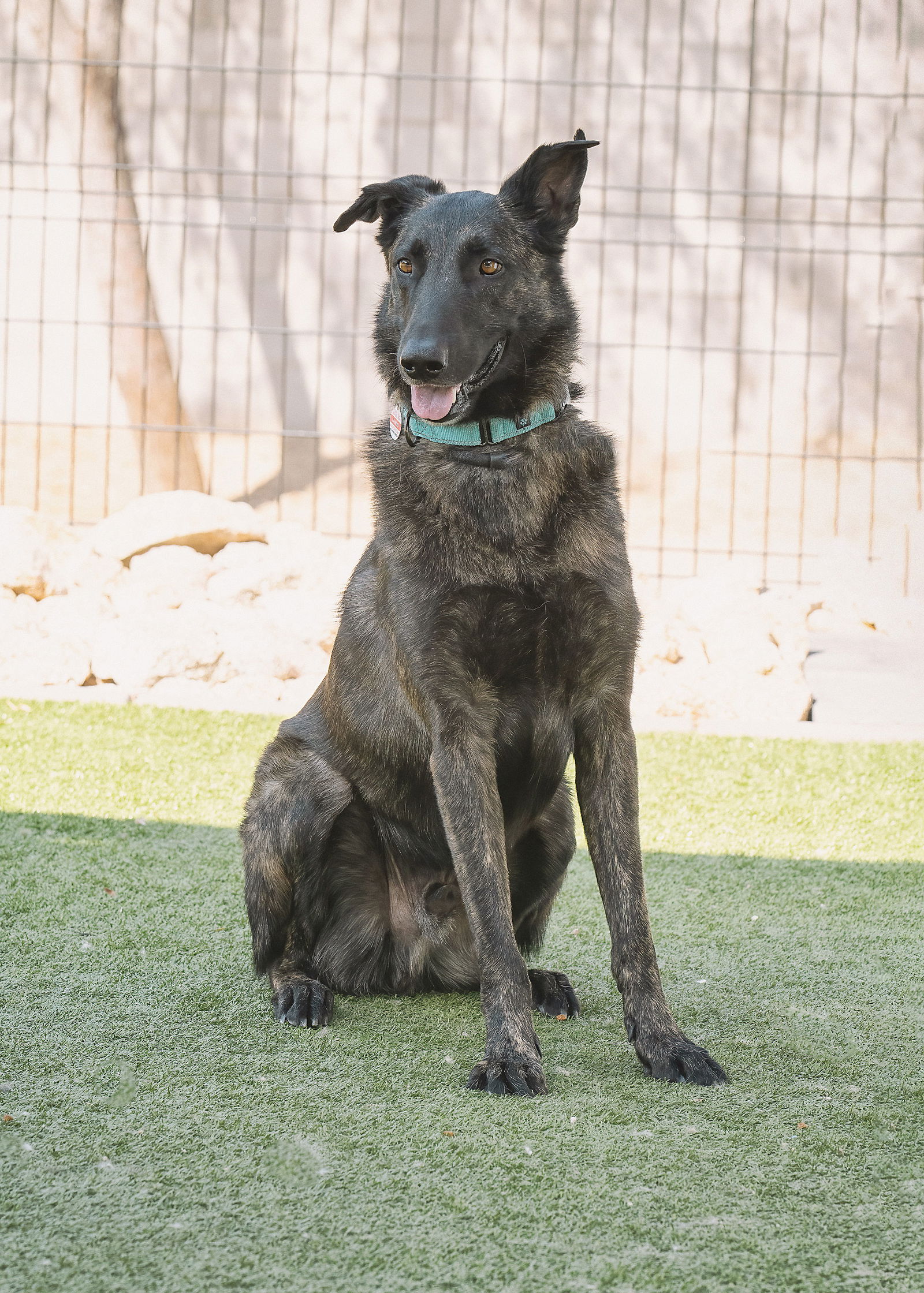 adoptable Dog in Phoenix, AZ named LANDO