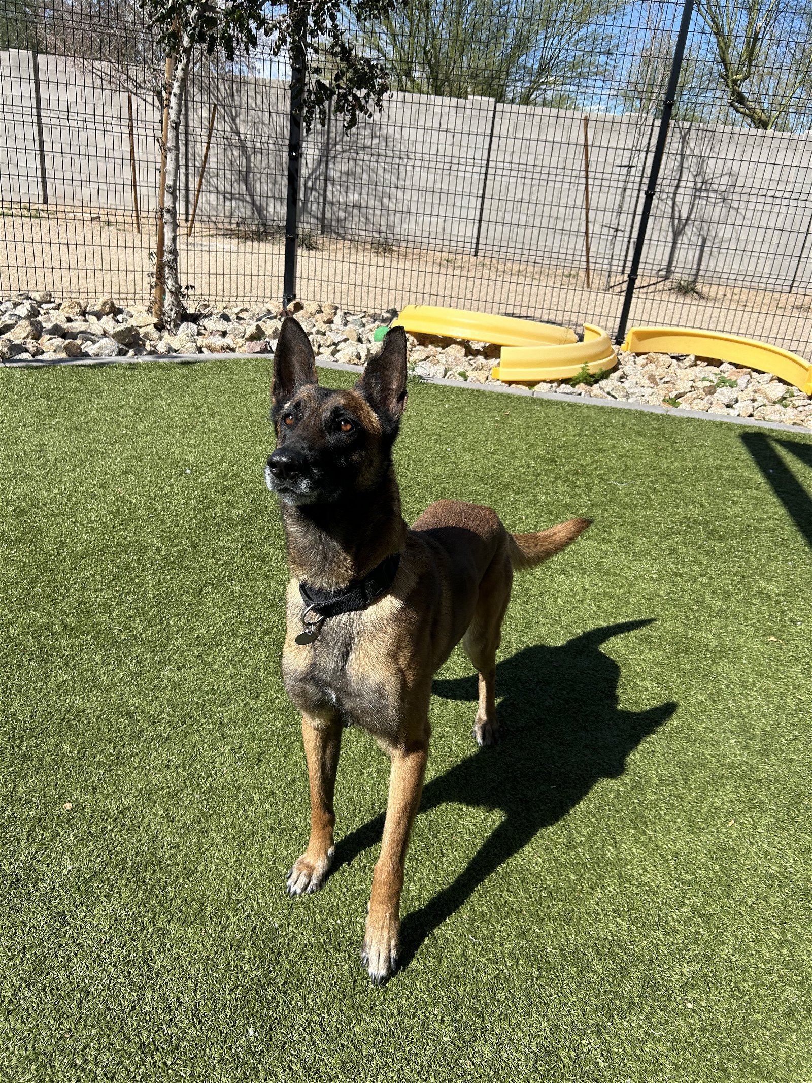 adoptable Dog in Scottsdale, AZ named MONA