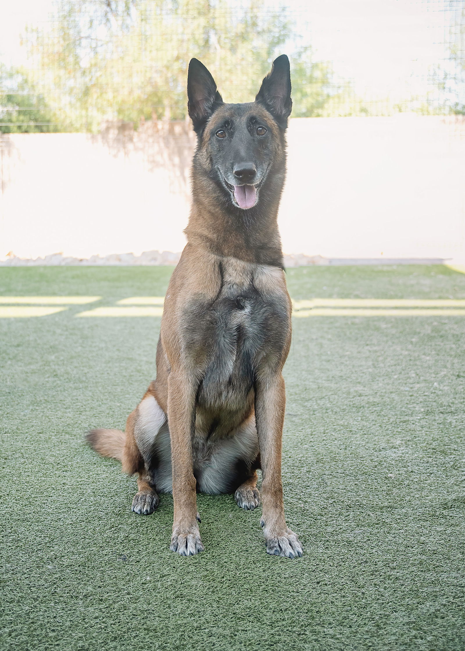 adoptable Dog in Scottsdale, AZ named MONA aka 