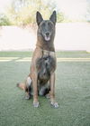 adoptable Dog in Scottsdale, AZ named MONA aka "Monarch"