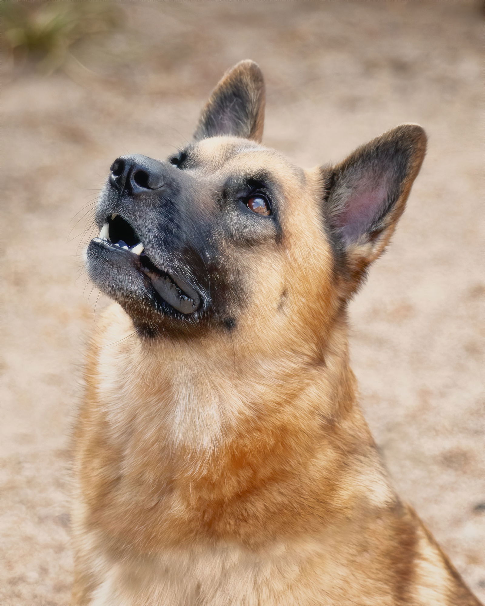 adoptable Dog in Phoenix, AZ named BUBBA