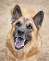 adoptable Dog in Phoenix, AZ named BUBBA *Volunteer Favourite*