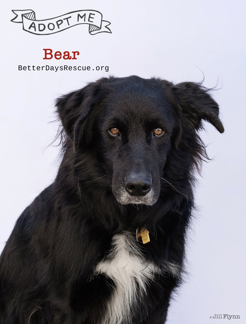 BEAR Image