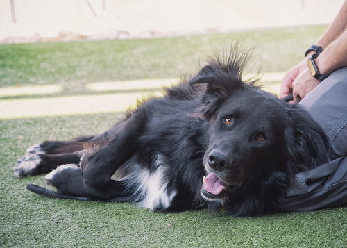 BEAR *Embark Breed Tested*, a dog for adoption from Better Days, Inc.