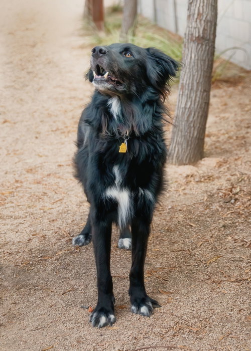 Photo of BEAR