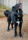 BEAR - Photo 4