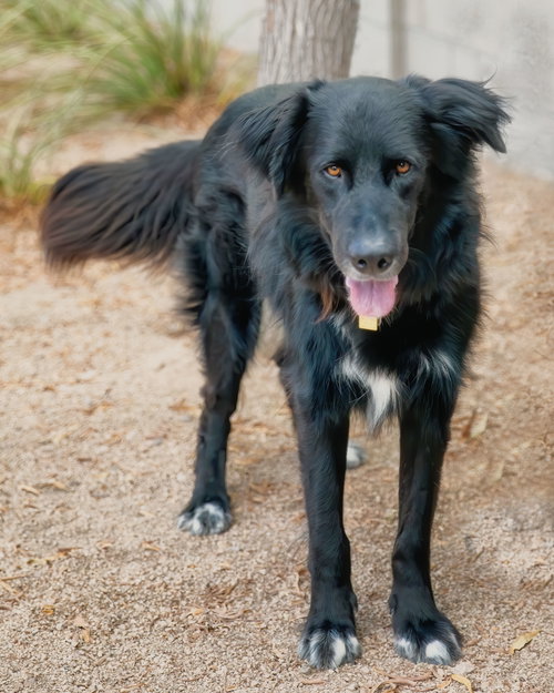 BEAR - Flat-coated Retriever / Hovawart available for adoption
