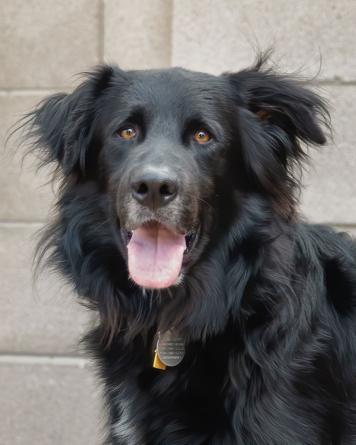adoptable Dog in Phoenix, AZ named BEAR