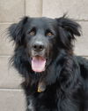adoptable Dog in Phoenix, AZ named BEAR