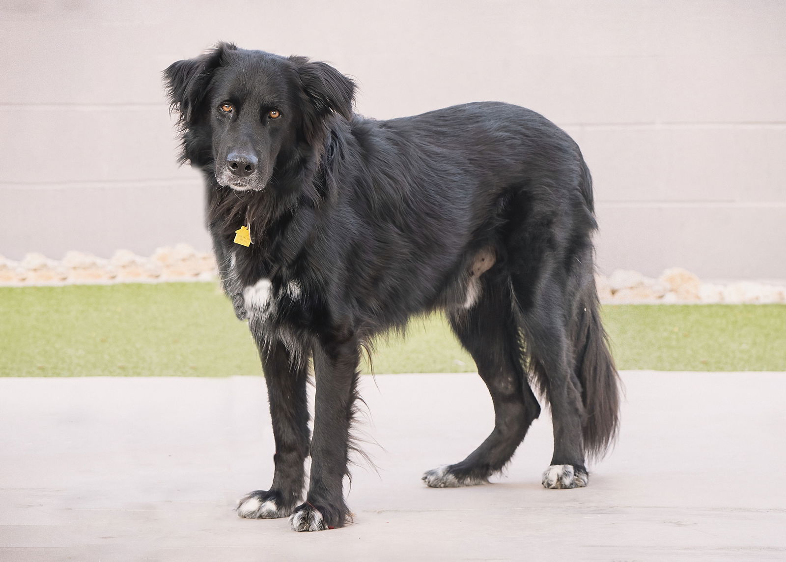 adoptable Dog in Phoenix, AZ named BEAR