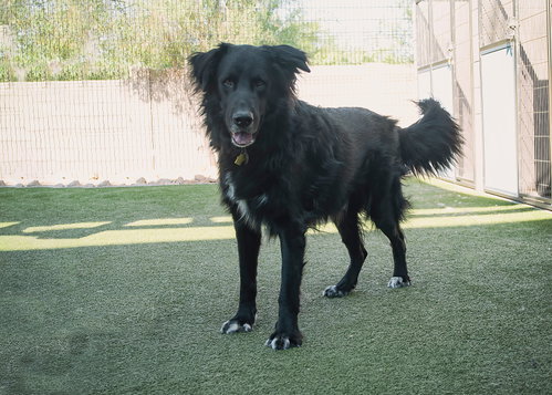 Photo of BEAR