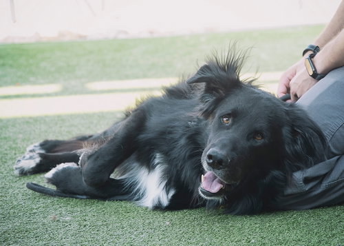 Photo of BEAR