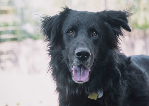Photo of BEAR