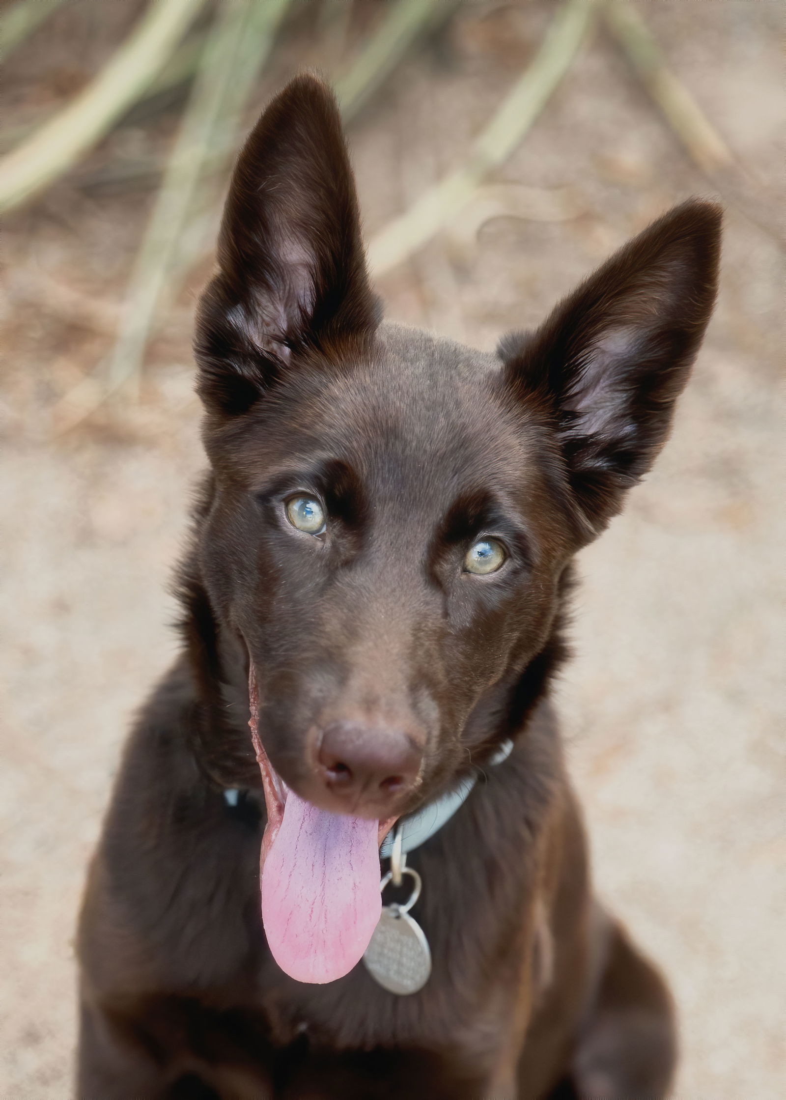 adoptable Dog in Phoenix, AZ named DORA