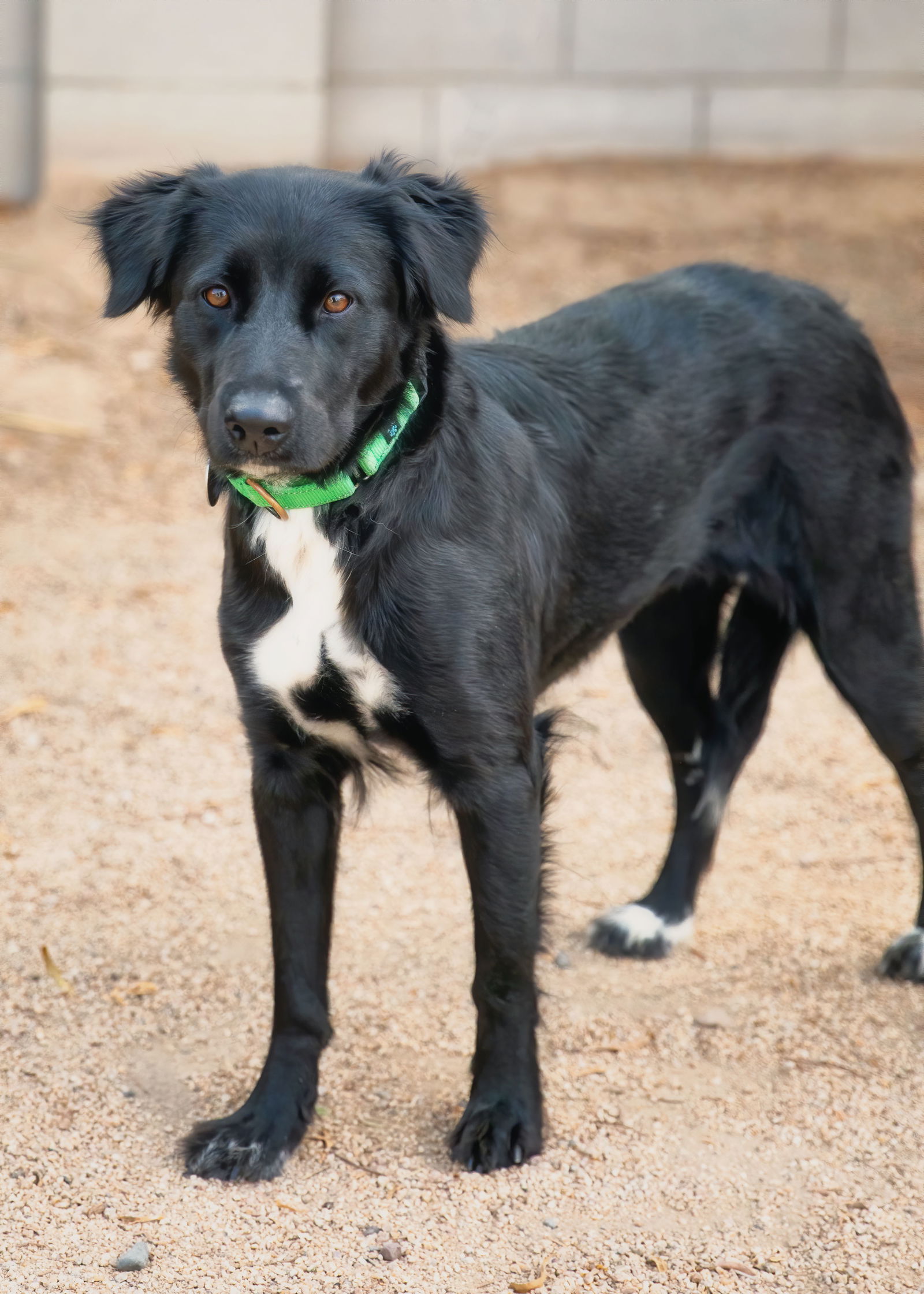 adoptable Dog in Phoenix, AZ named ELLE