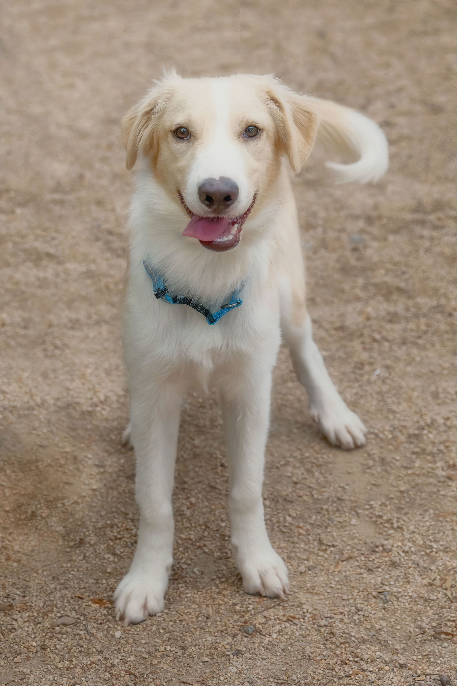 adoptable Dog in Phoenix, AZ named HARRY