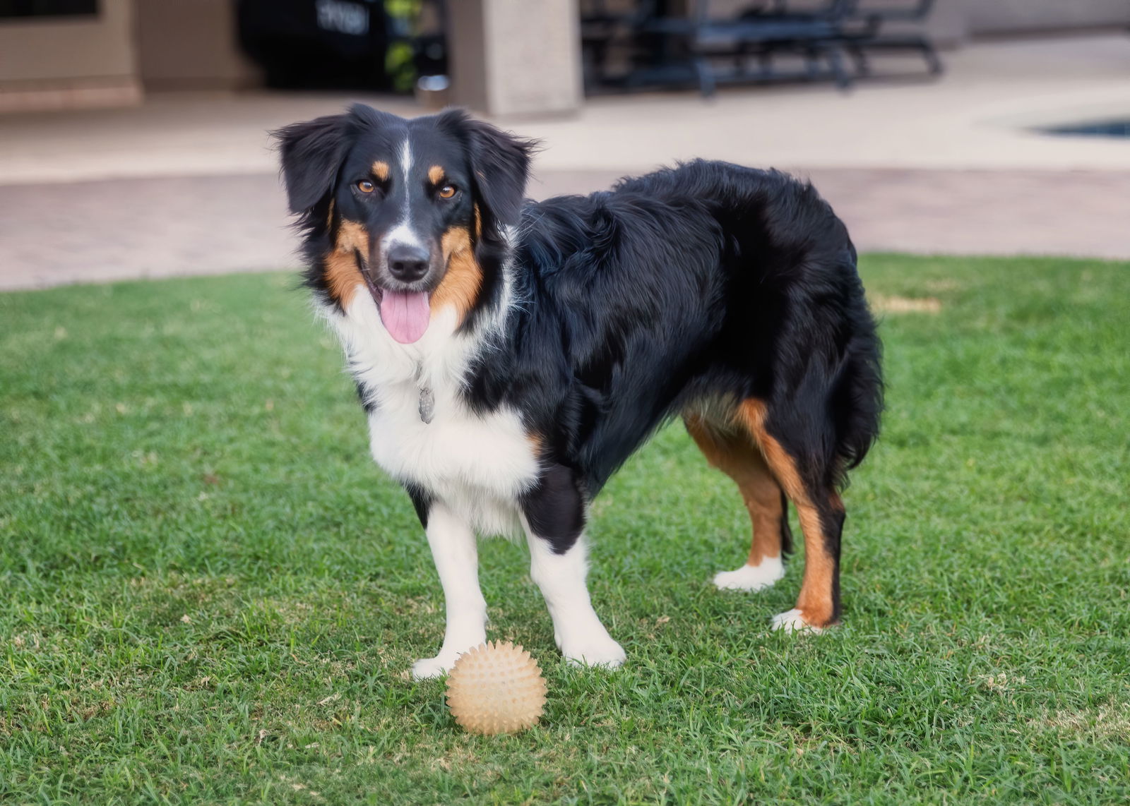 adoptable Dog in Scottsdale, AZ named LILY Mini Aussie