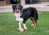 adoptable Dog in  named LILY Mini Aussie