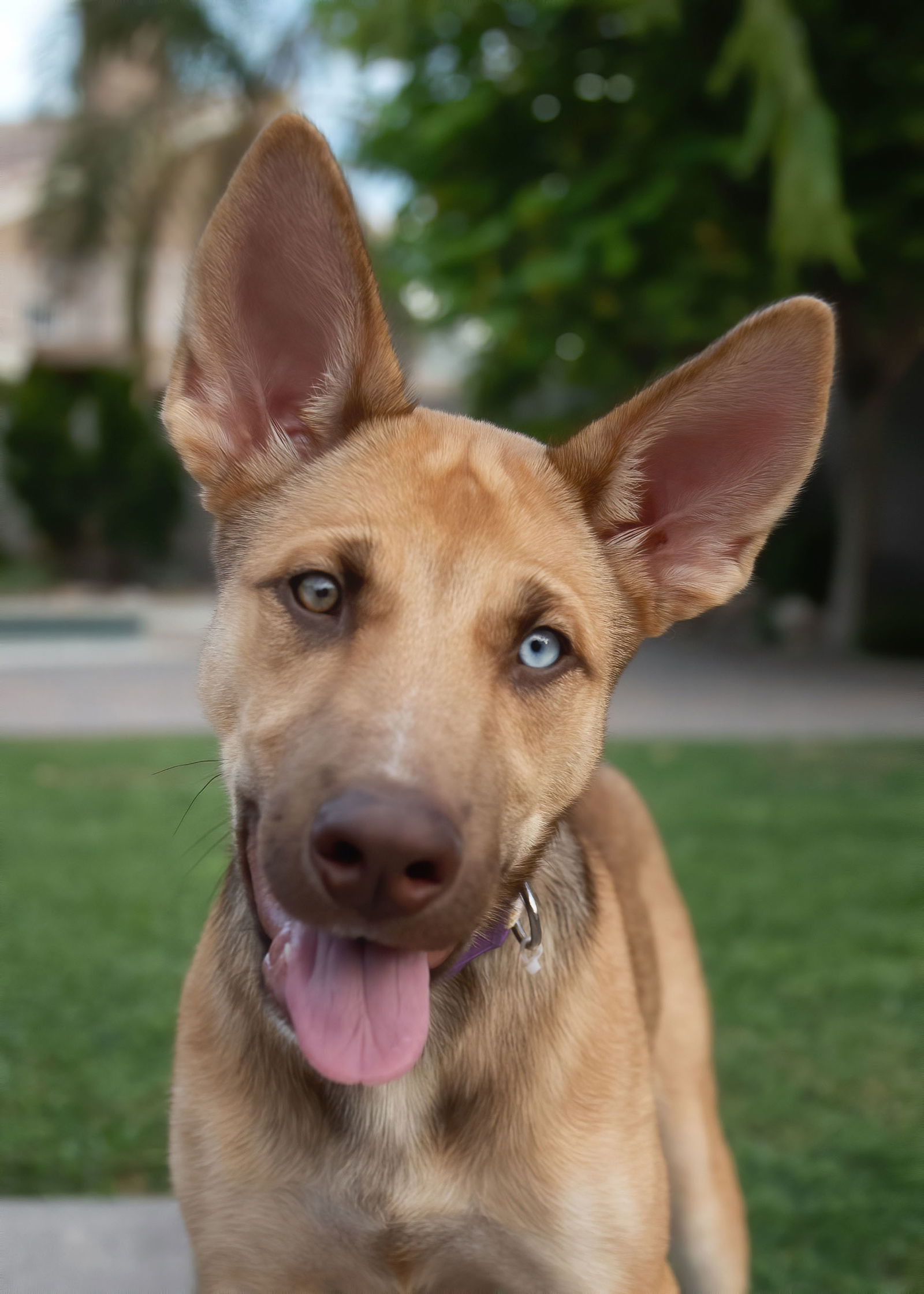 adoptable Dog in Scottsdale, AZ named ABBY