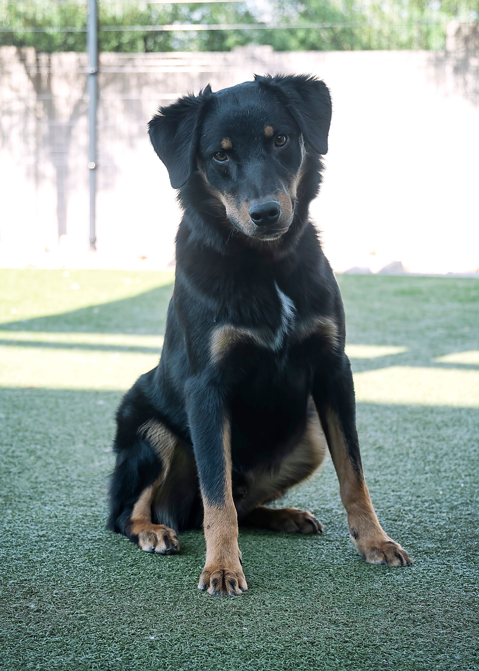 adoptable Dog in Phoenix, AZ named FREDDY Mini Aussie