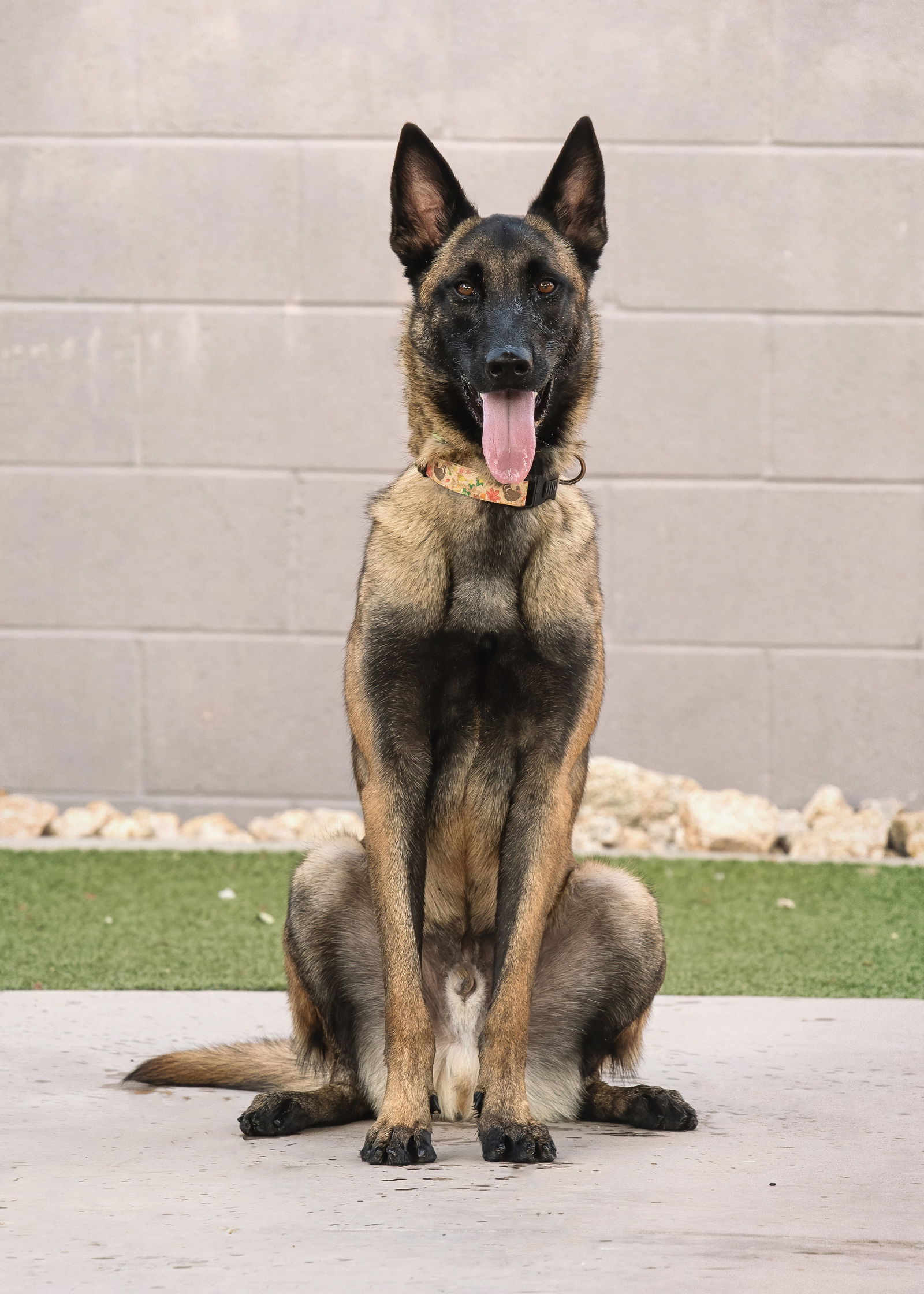 adoptable Dog in Phoenix, AZ named RUSSELL