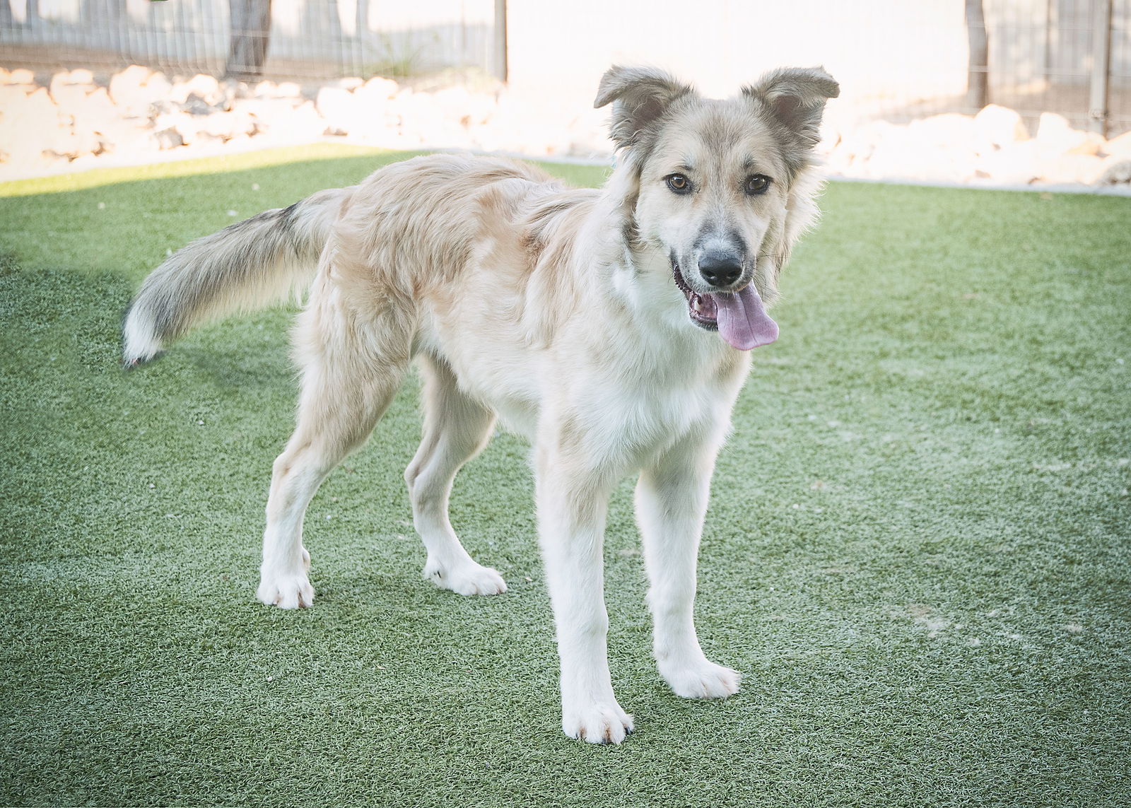 adoptable Dog in Phoenix, AZ named HENRY