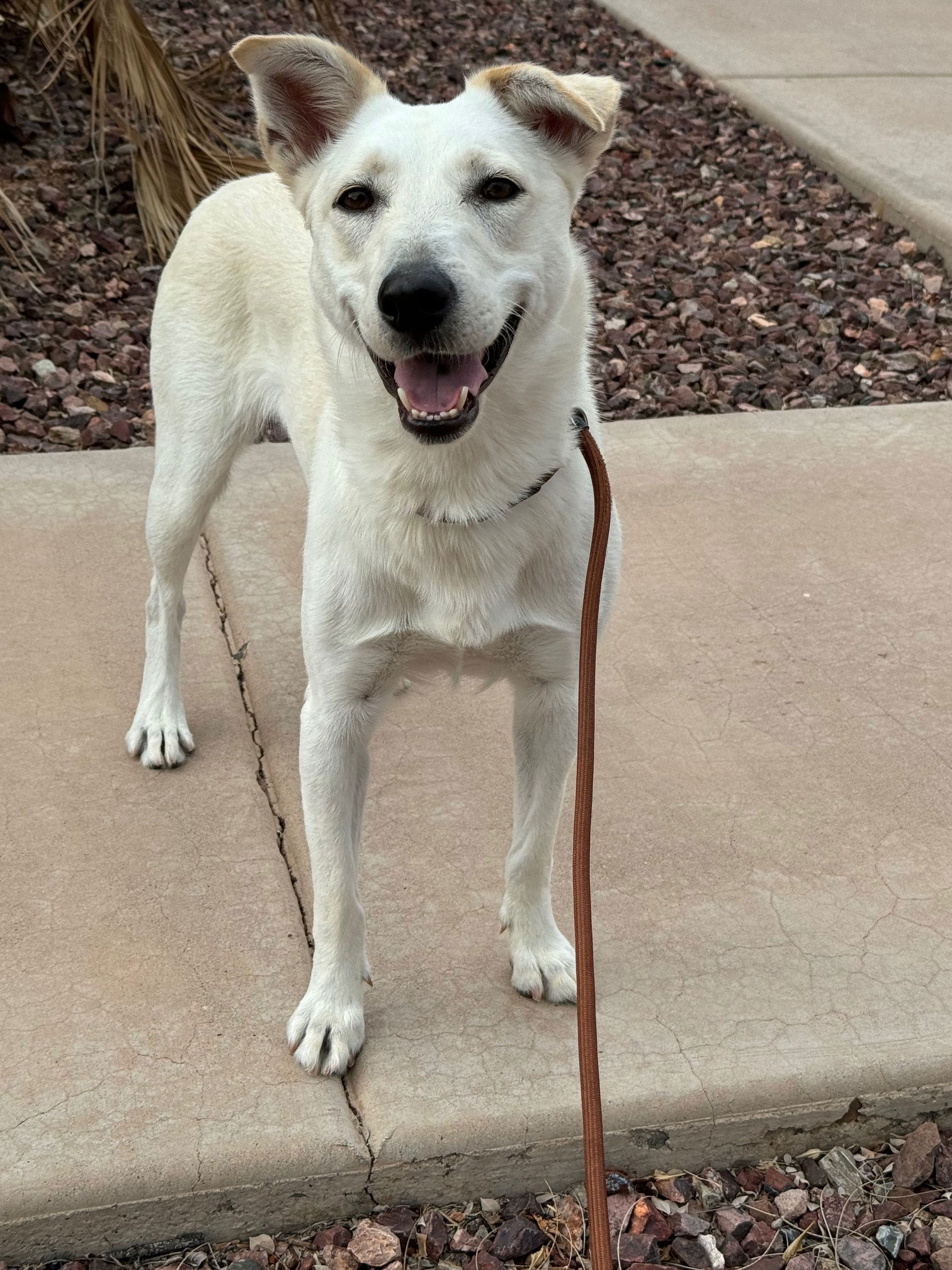 adoptable Dog in Scottsdale, AZ named KELI