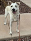 adoptable Dog in , AZ named KELI