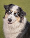 adoptable Dog in scottsdale, AZ named SKY